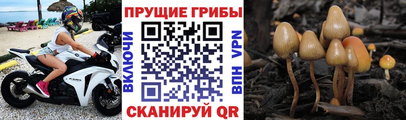 закладки  Соль-Илецк  Псилоцибиновые грибы мухоморы 